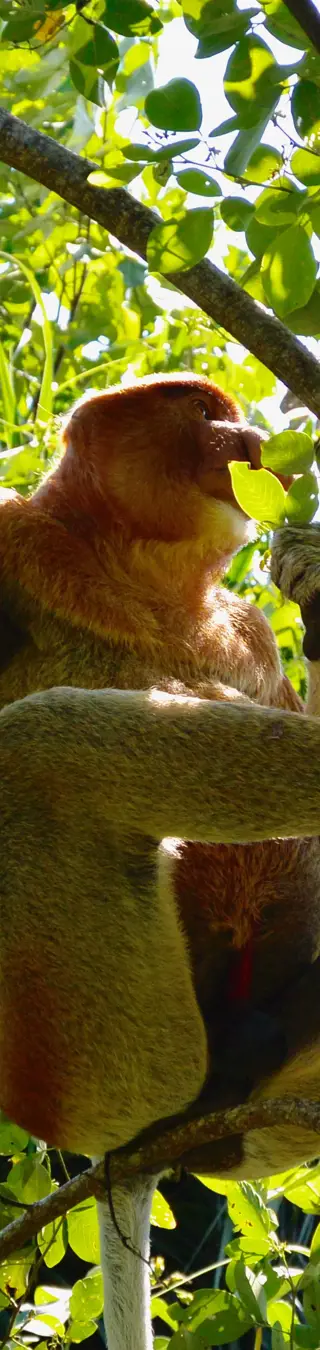 Magische Tierwelt